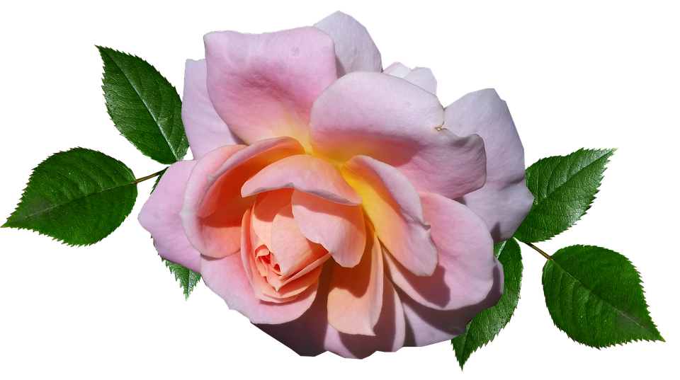 Peach Pink Rose Transparent Background PNG Image