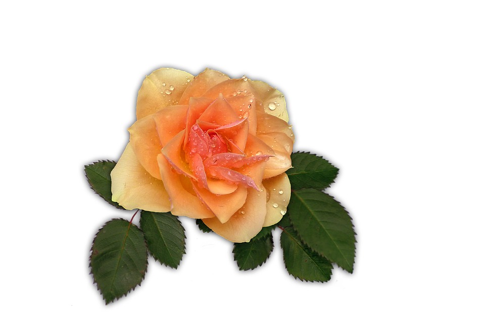 Peach Rose Dewdrops.png PNG Image