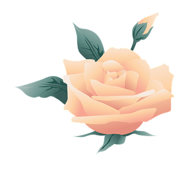 Peach Rose Illustration PNG Image