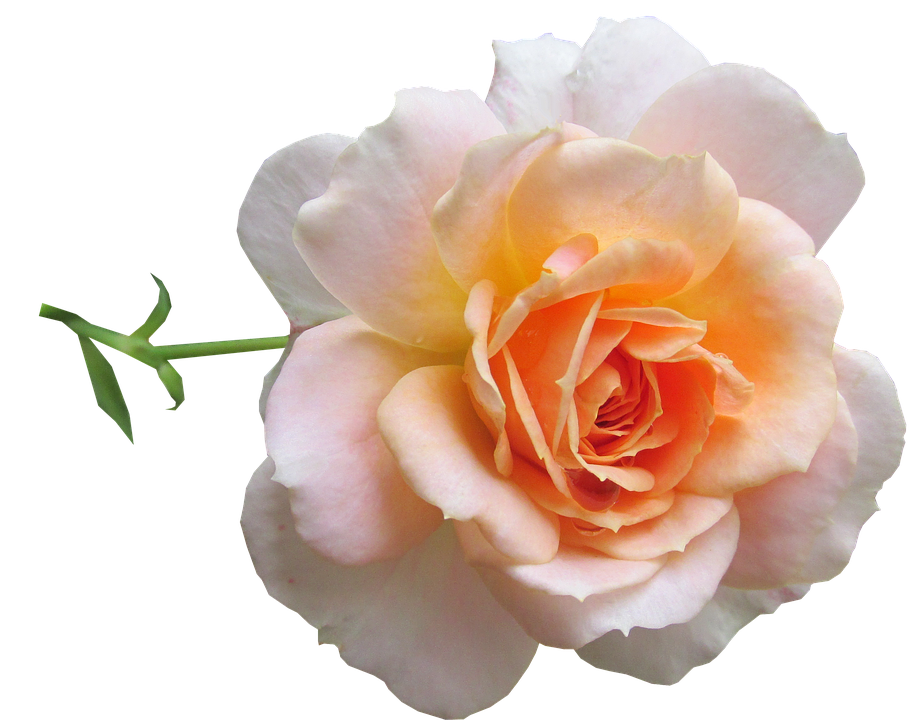 Peach Rose Isolated Background PNG Image