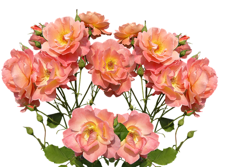 Peach Roses Black Background PNG Image