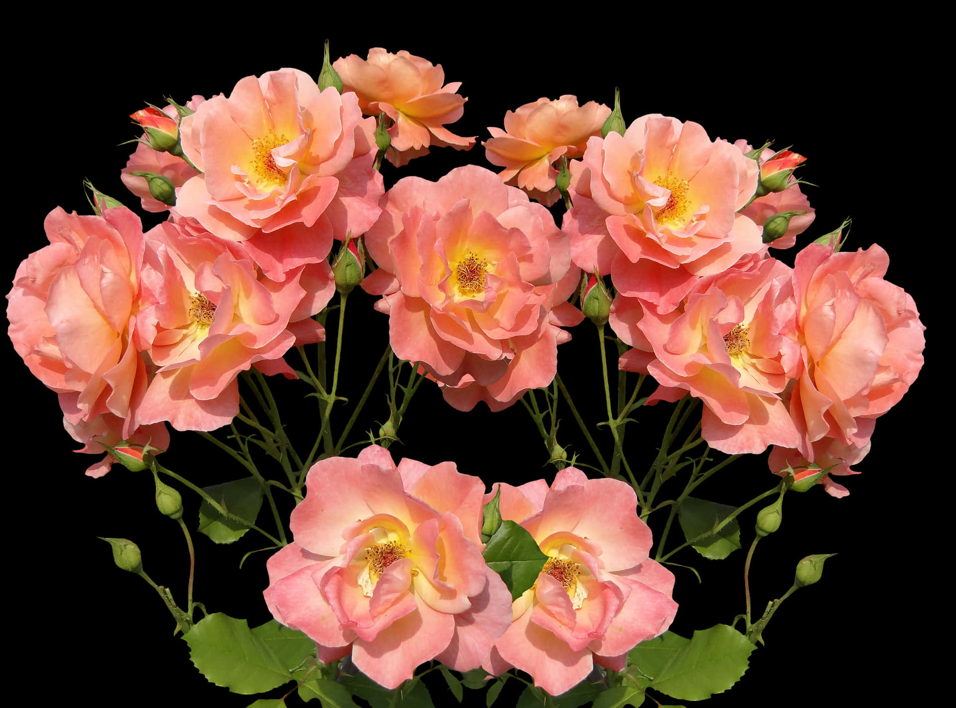 Peach Roses Black Background PNG Image