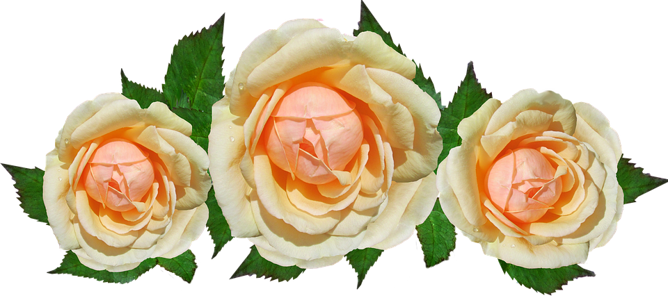 Peach Roses Transparent Background PNG Image