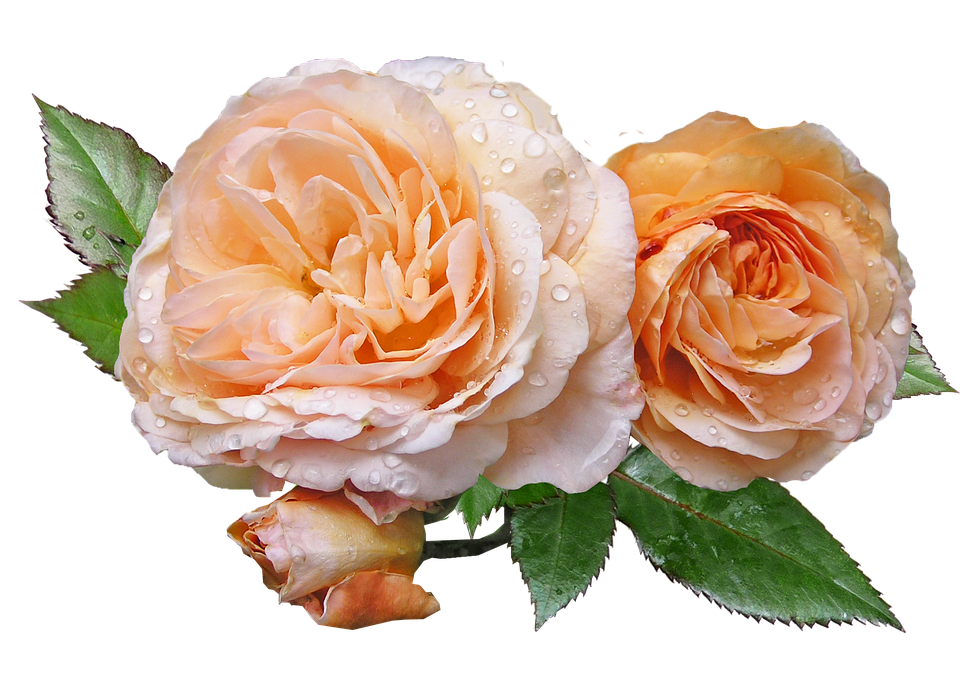 Peach Roseswith Water Droplets.png PNG Image