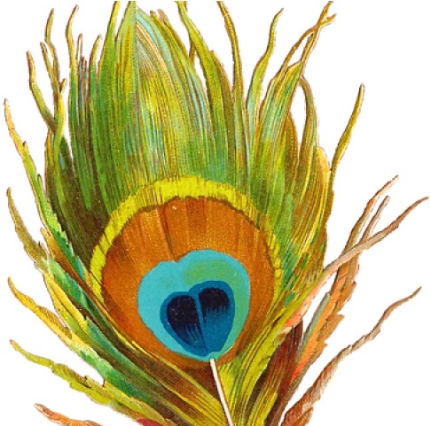 Peacock Feather Close Up PNG Image