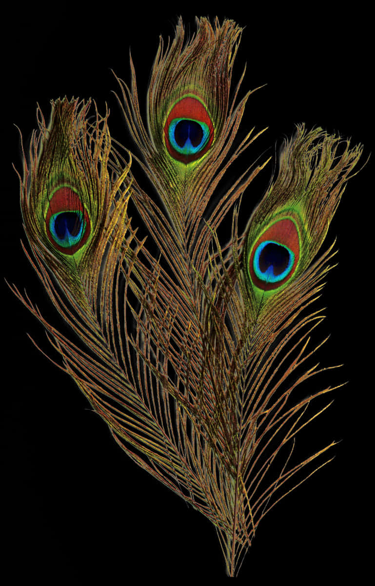 Peacock Feathers Black Background PNG Image