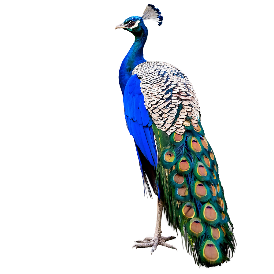 Peacock In Wild Png Qux2 PNG Image