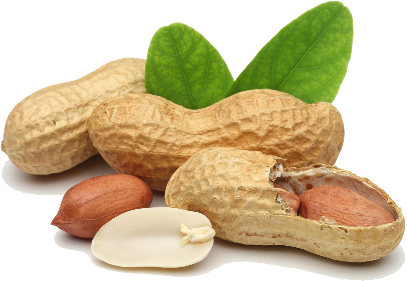 Peanuts_with_ Leaves PNG Image