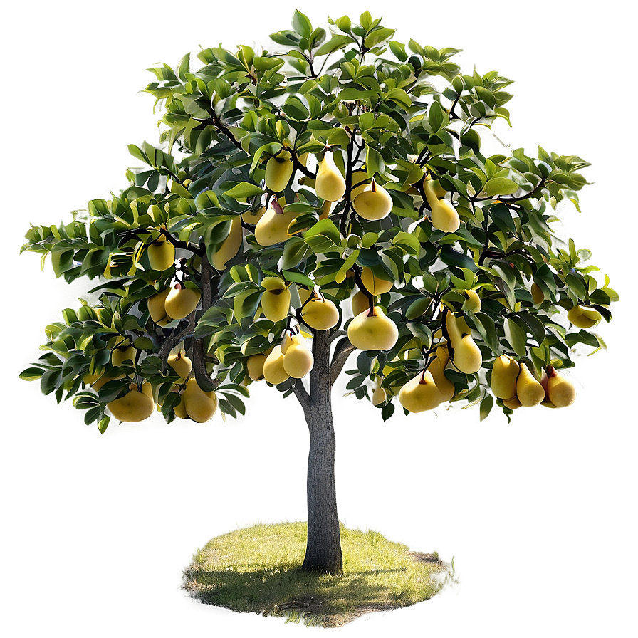 Pear Tree Png Sbr10 PNG Image