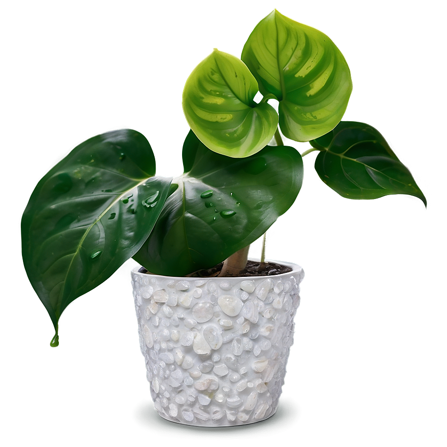 Pearl And Jade Pothos Differences Png Yen1 PNG Image