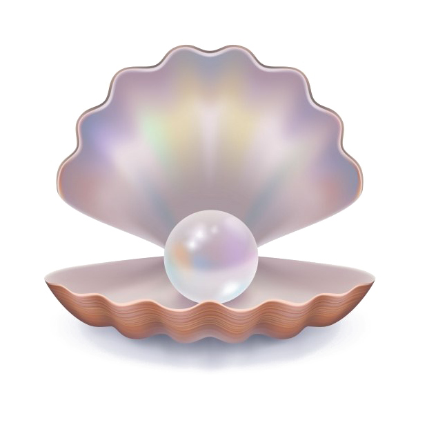 Pearlin Shell Illustration PNG Image