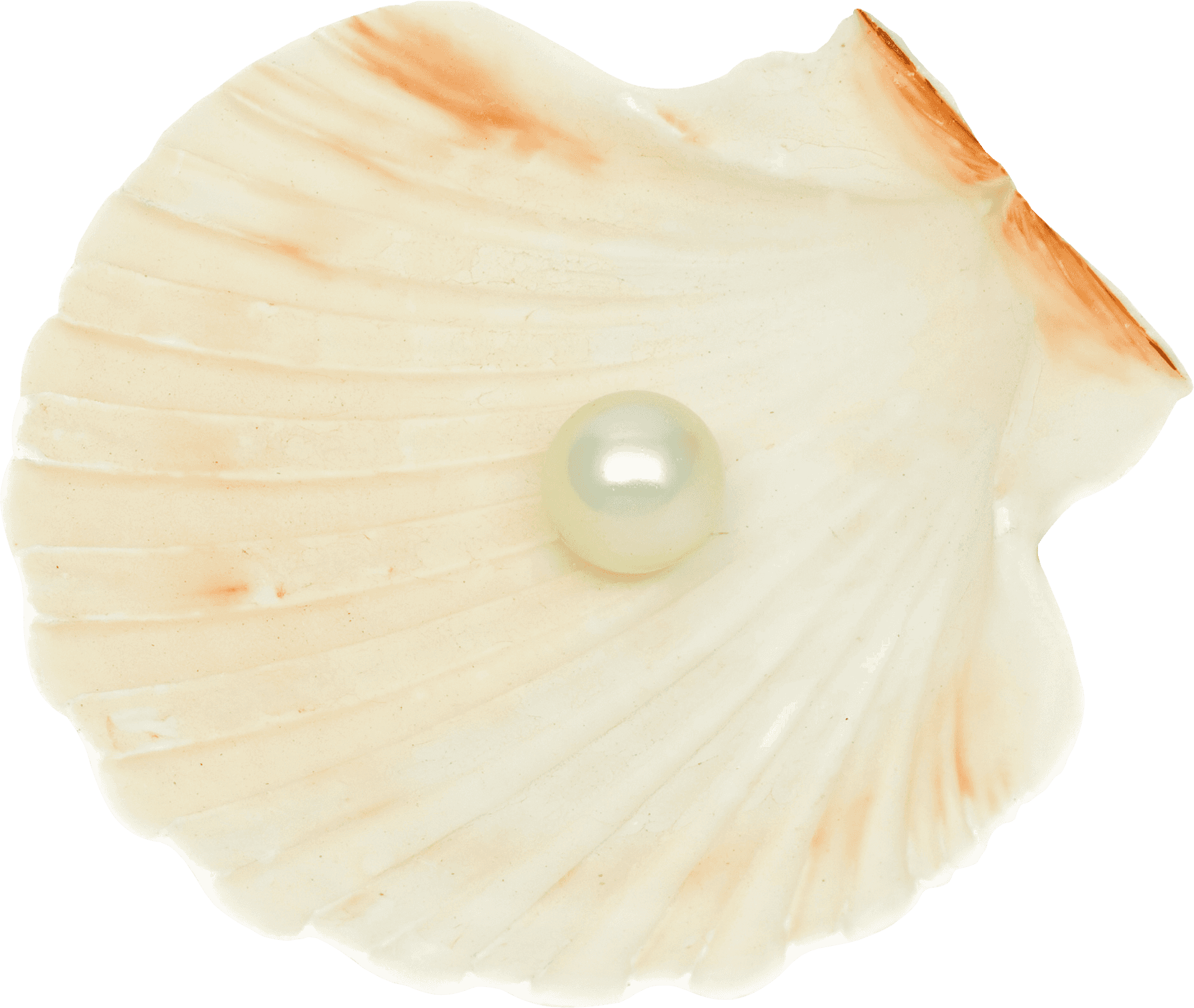 Pearlon Scallop Shell PNG Image