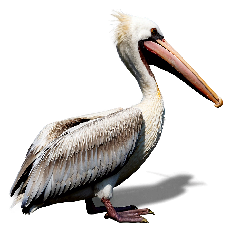 Pelican At Early Dawn Png Qun PNG Image