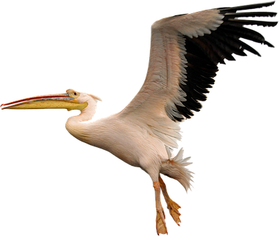 Pelican In Flight Black Background.jpg PNG Image