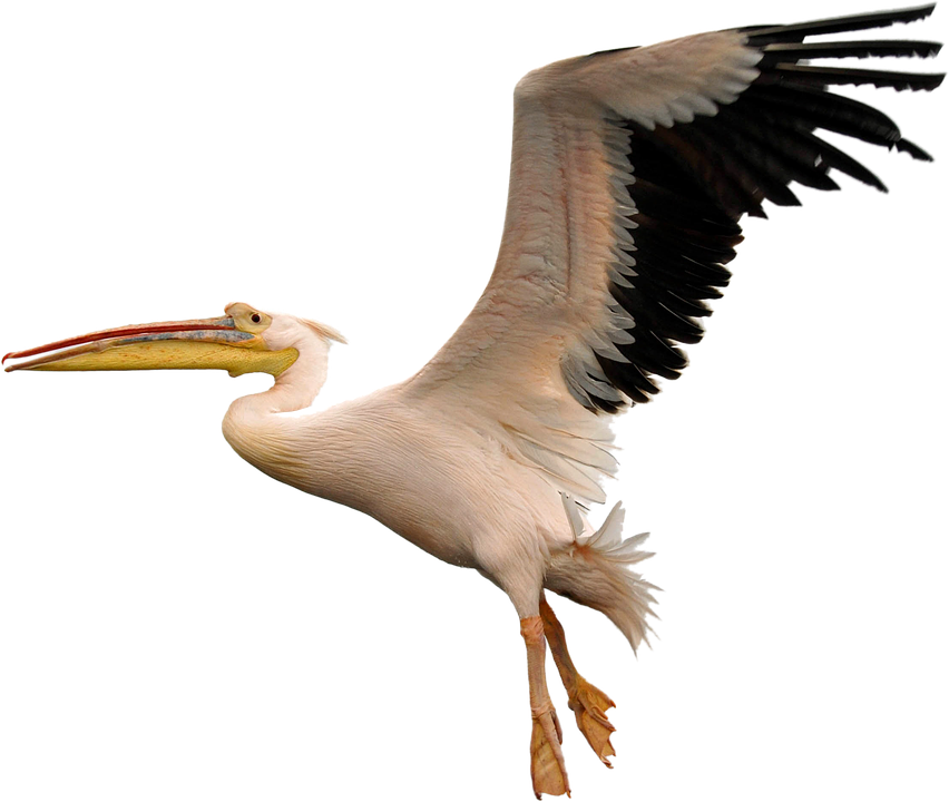 Pelican In Flight.png PNG Image