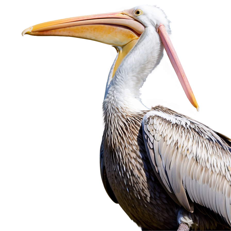 Pelican With Young Ones Png Kgm5 PNG Image