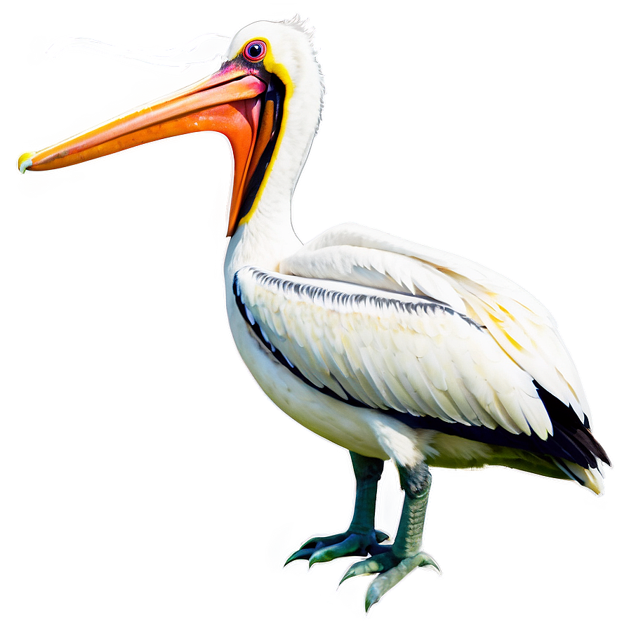 Pelican With Young Ones Png Xue92 PNG Image