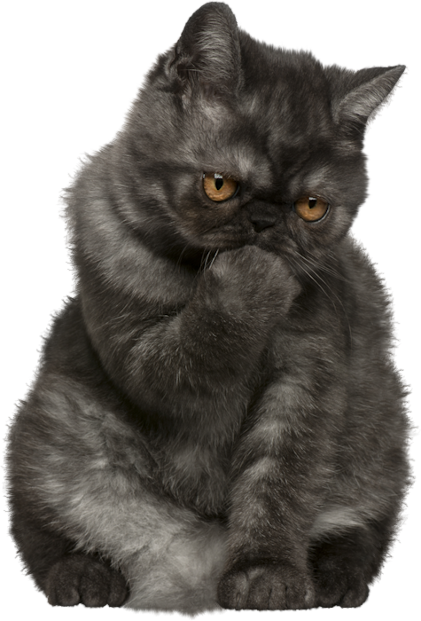 Pensive Black Cat PNG Image