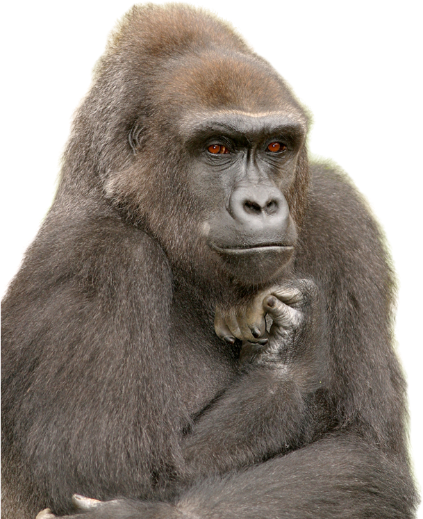 Pensive Gorilla Portrait PNG Image