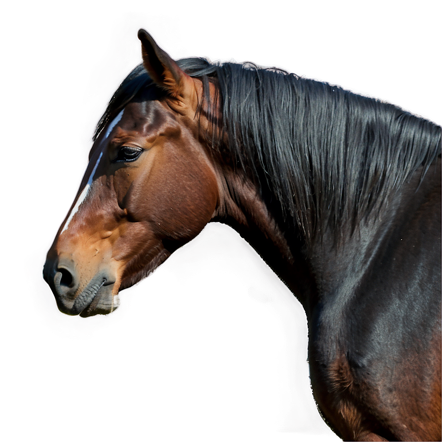 Pensive Mustang Horse Gaze Png 2 PNG Image