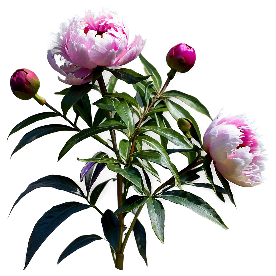 Peony Flower Bush Png 06122024 PNG Image