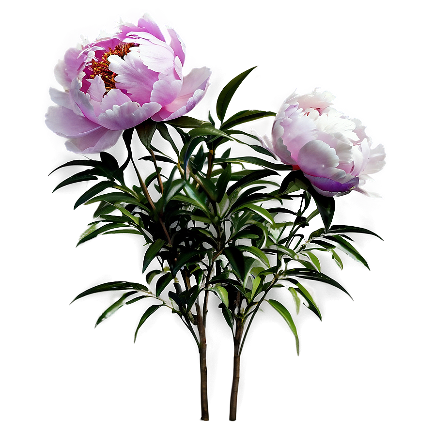 Peony Flower Bush Png Rtd PNG Image