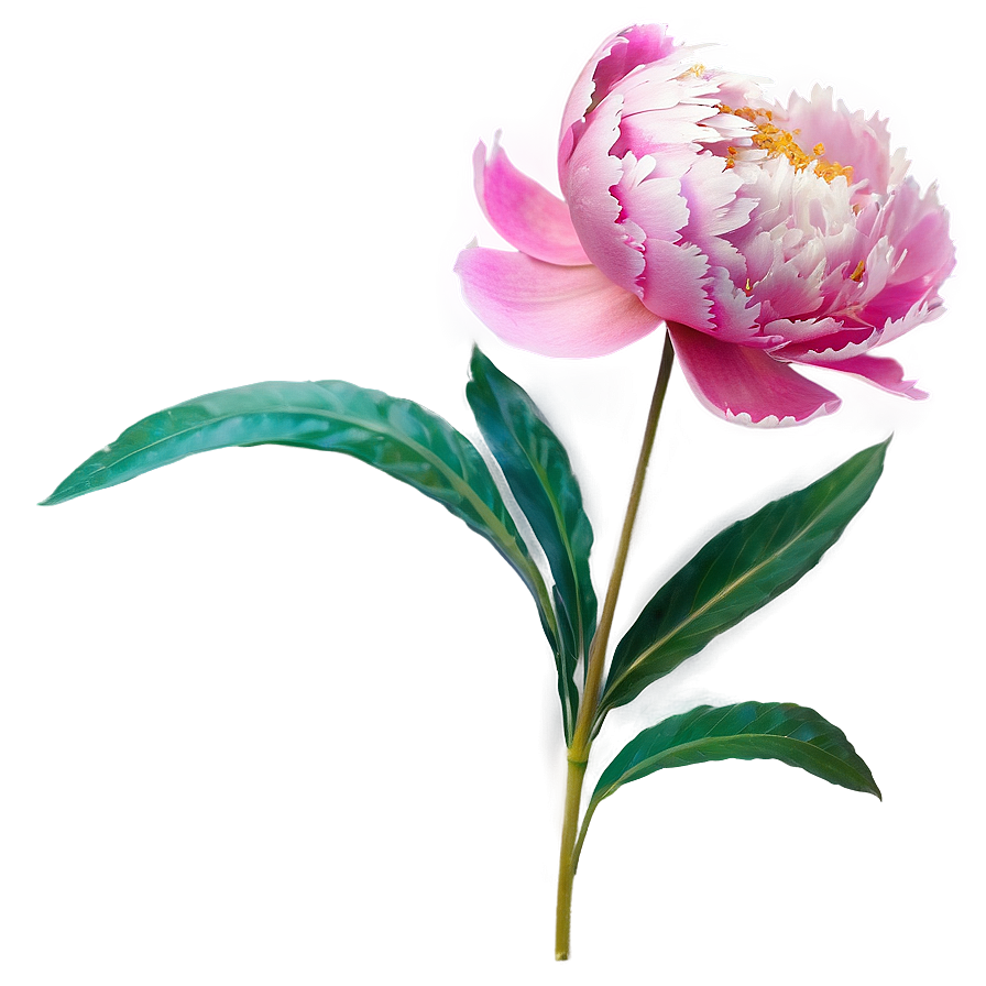 Peony Stem Png 06132024 PNG Image