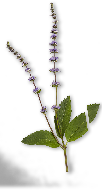 Peppermint Plant Illustration PNG Image