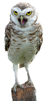 Perched Burrowing Owl Portrait PNG Image