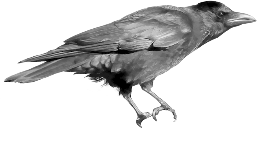 Perched Crow Gray Scale PNG Image