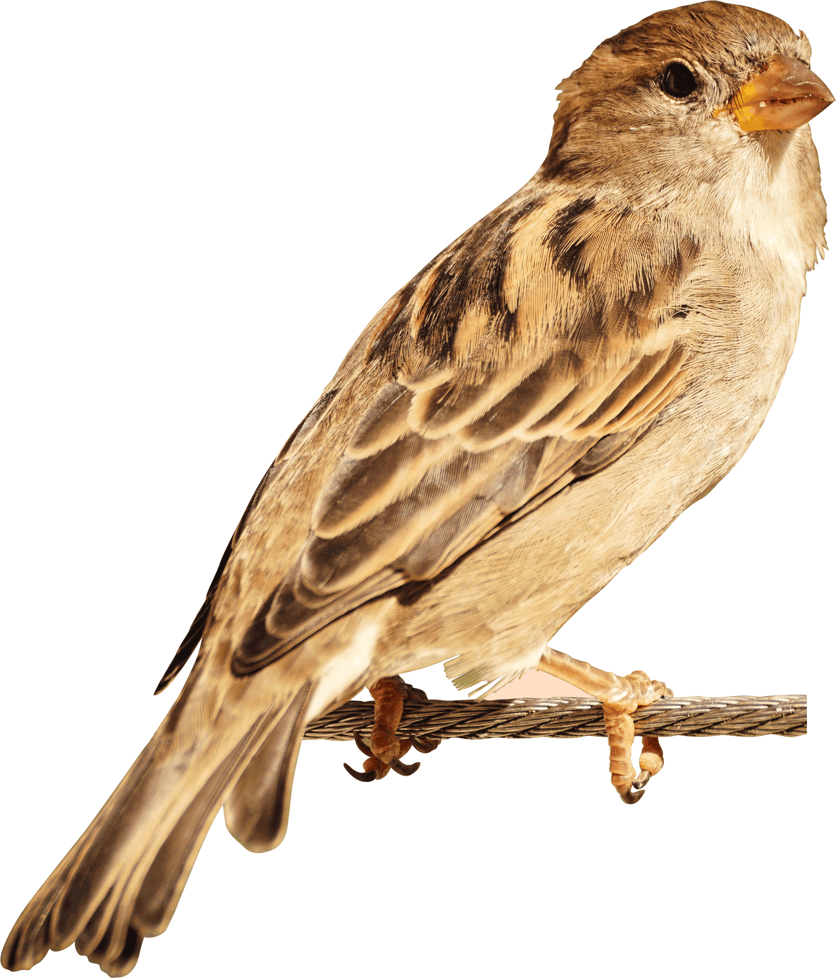 Perched House Sparrow.png PNG Image