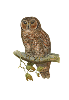 Perched Owl Artwork PNG Image