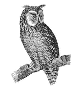 Perched Owl Sketch PNG Image