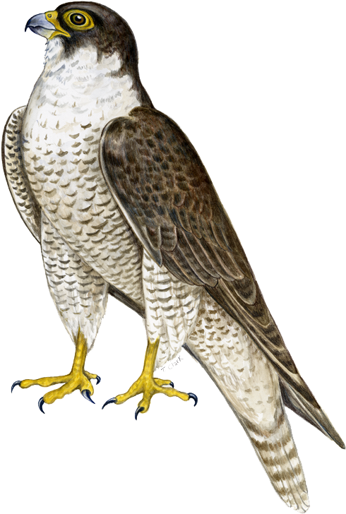 Peregrine Falcon Illustration PNG Image