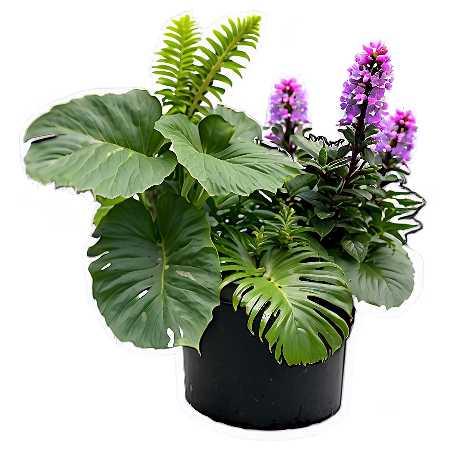 Perennial Plants Png 13 PNG Image