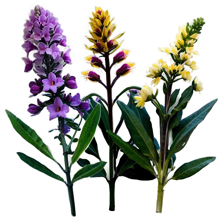 Perennial Plants Png Jun PNG Image