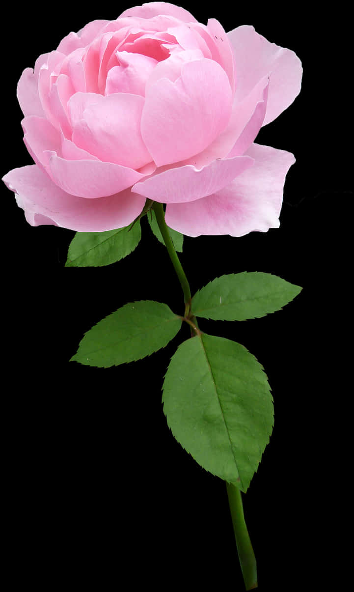 Perfect Pink Rose Black Background PNG Image