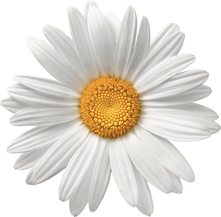 Perfect White Daisy Flower PNG Image