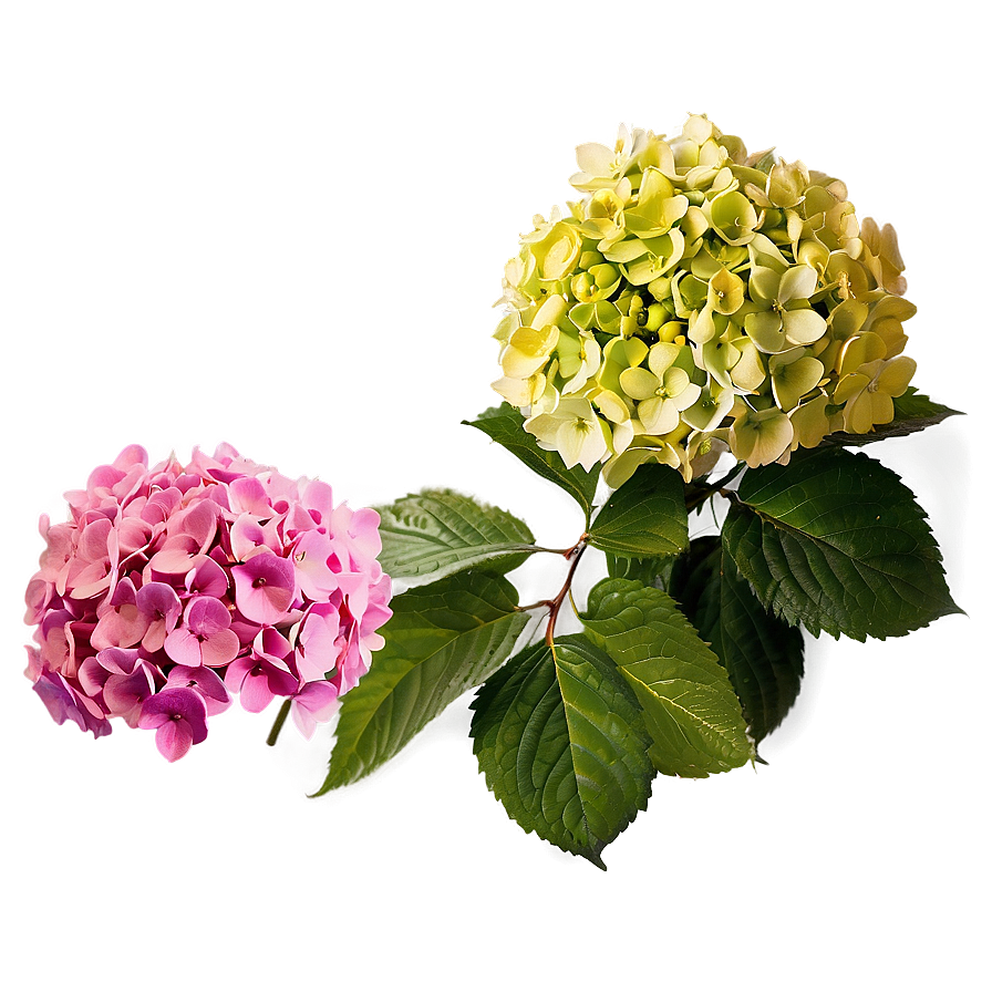 Period Hydrangea Cluster Png 44 PNG Image