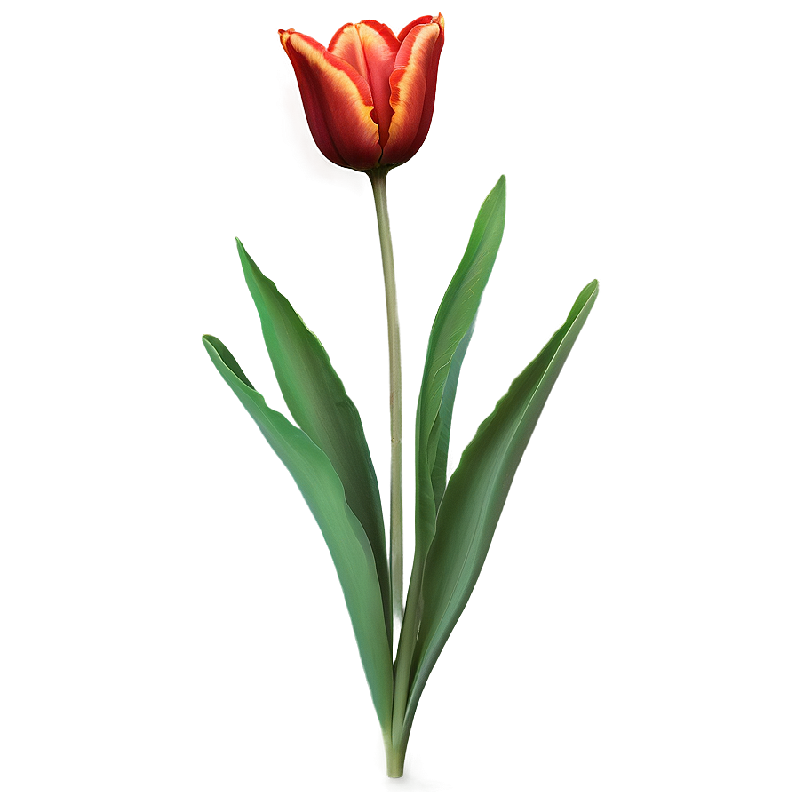 Period Piece Tulip Artwork Png 33 PNG Image