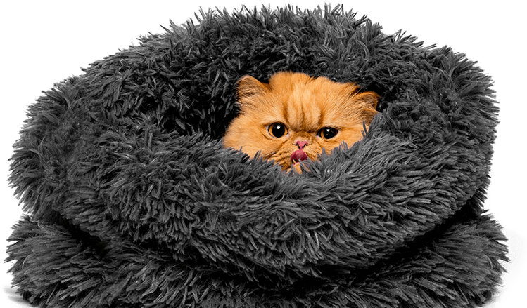 Persian Cat Cozyin Fluffy Blanket PNG Image