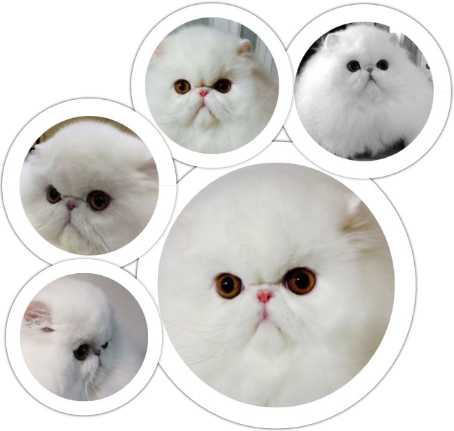 Persian Cats Collage PNG Image