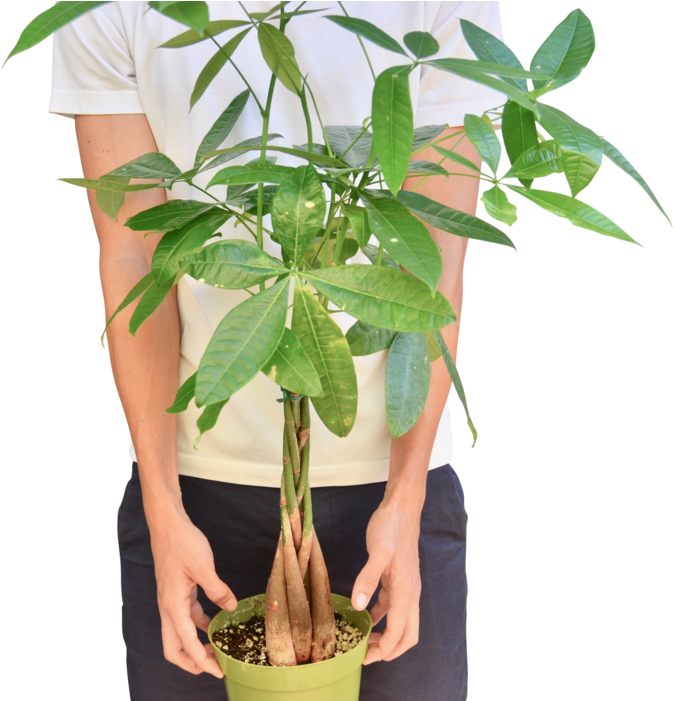 Person Holding Potted Money Tree Plant PNG Image