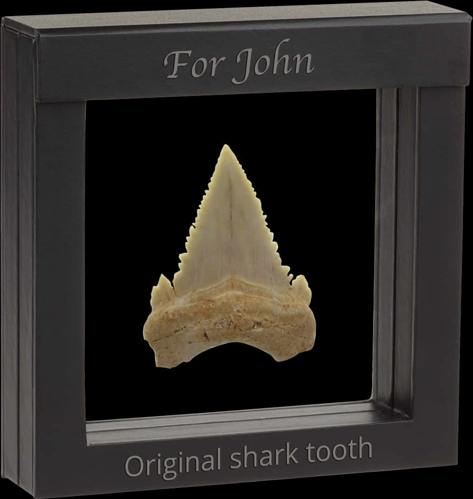 Personalized Shark Tooth Display For John PNG Image