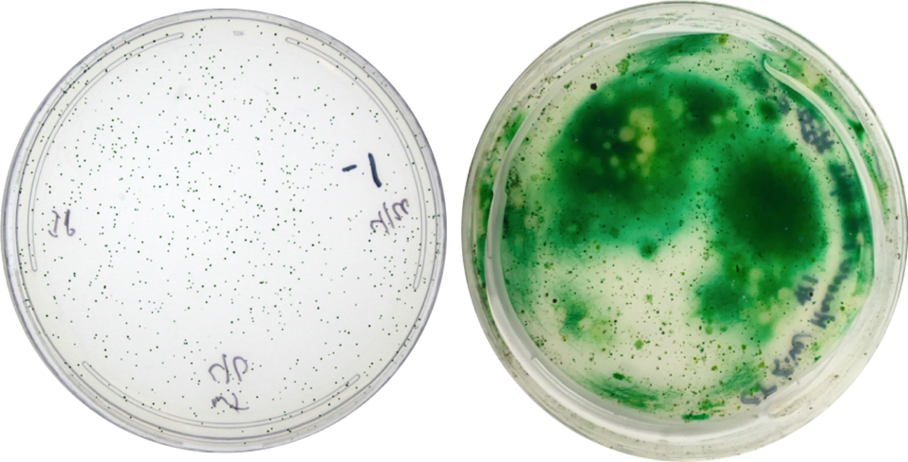 Petri Dish Bacterial Colonies Growth PNG Image