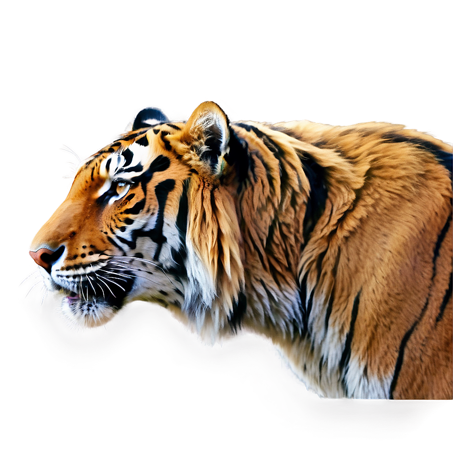 Photorealistic Tiger Face Close-up Png Yhk78 PNG Image