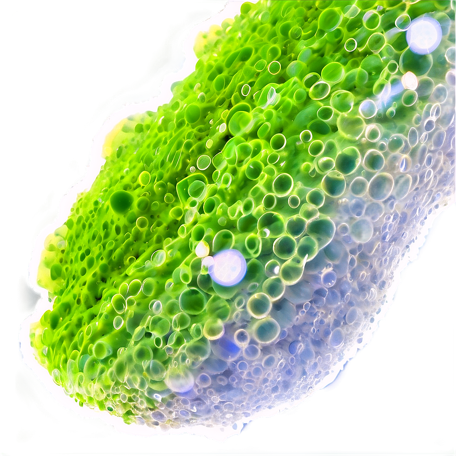 Photosynthetic Algae Close-up Png Tct PNG Image