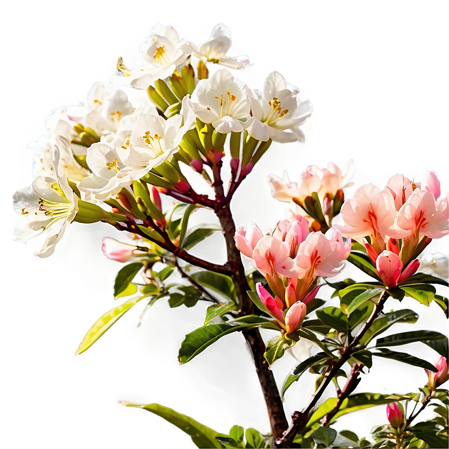 Picturesque Azalea Png 52 PNG Image