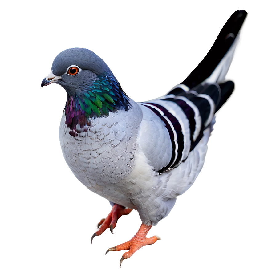 Pigeon Coop Png Bfx PNG Image