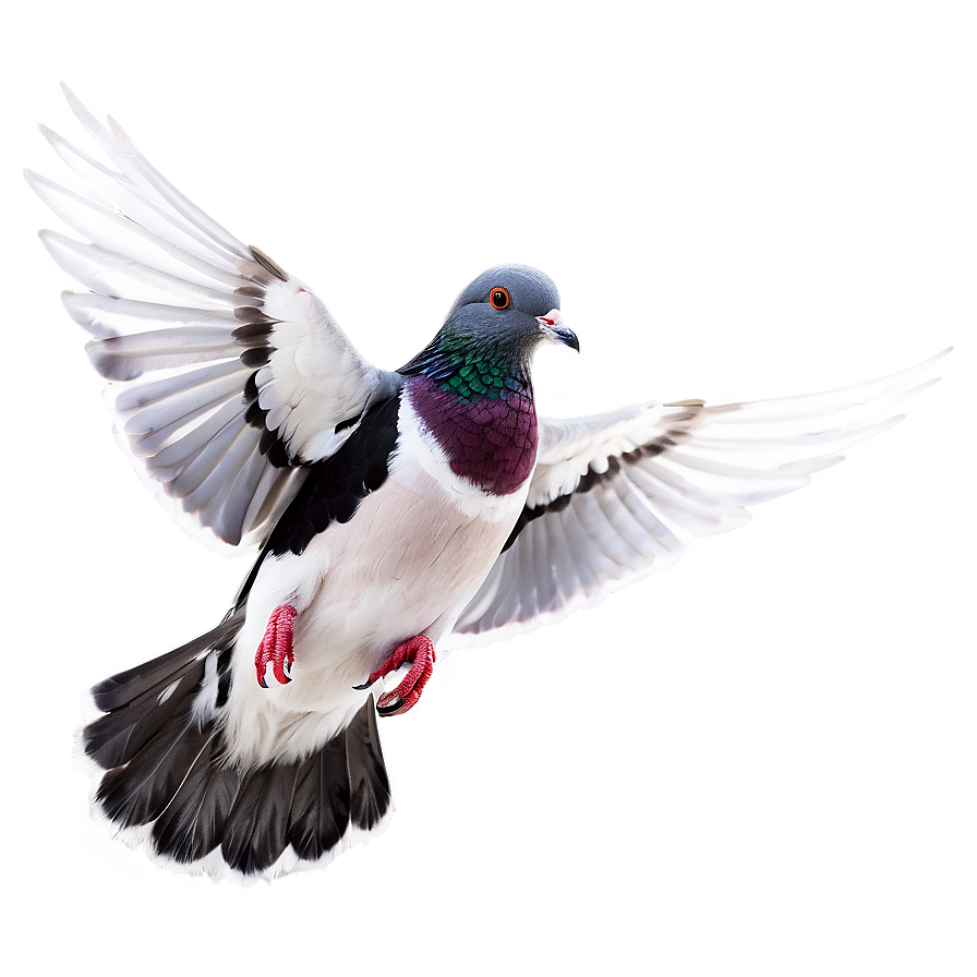 Pigeon Flying Png Fmu PNG Image